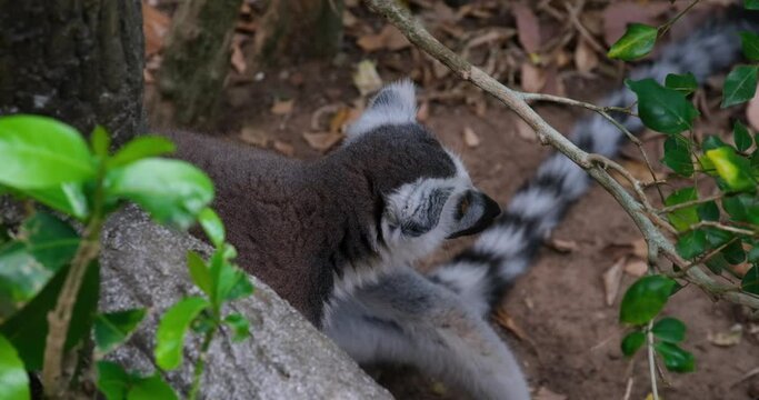  Ring-tailed lemur Standing On Rock, Safari, Phu Quoc Island, Vietnam