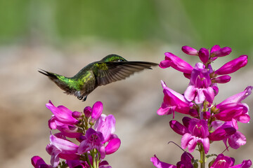 hummingbird on flower
