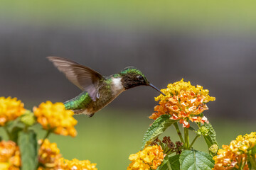 hummingbird feeding on flower