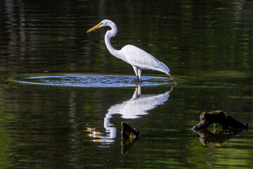 great blue heron