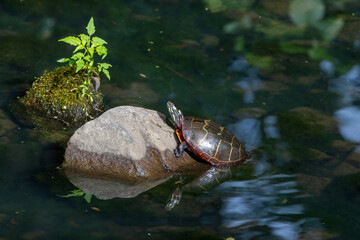 turtle in the water