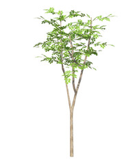 Albero con e senza foglie bianche, arancioni, verdi, gialle, rosse fondo trasparente e isolato inverno con  e senza neve	o foglie 
