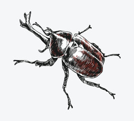 engrave japanaese rhinoceros beetle. Isolated on white background. Vector illustration.