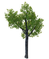 Fototapeta premium Albero con e senza foglie bianche, arancioni, verdi, gialle, rosse fondo trasparente e isolato inverno con e senza neve o foglie 