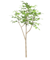 Albero con e senza foglie bianche, arancioni, verdi, gialle, rosse fondo trasparente e isolato inverno con  e senza neve	o foglie 
