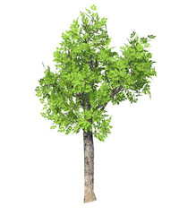 Albero con e senza foglie bianche, arancioni, verdi, gialle, rosse fondo trasparente e isolato inverno con  e senza neve	o foglie 
