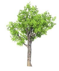 Albero con e senza foglie bianche, arancioni, verdi, gialle, rosse fondo trasparente e isolato inverno con  e senza neve	o foglie 
