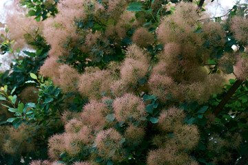 Lush Smoke Tree Blooms in Natural Setting
