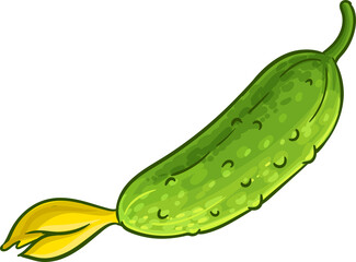 Сucumber Vegetable  Colored Detailed Illustration
