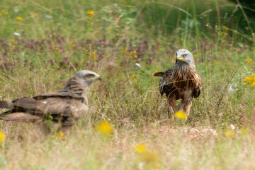 Milan royal,.Milvus milvus , Red Kite