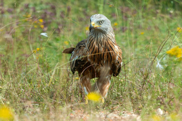 Milan royal,.Milvus milvus , Red Kite