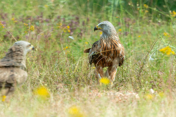 Milan royal,.Milvus milvus , Red Kite