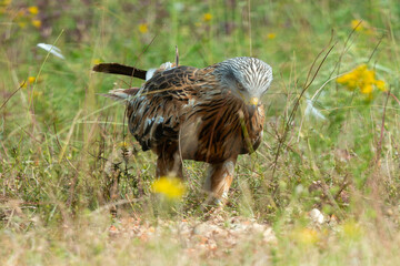 Milan royal,.Milvus milvus , Red Kite