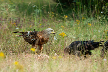 Milan royal,.Milvus milvus , Red Kite