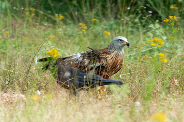 Milan royal,.Milvus milvus , Red Kite