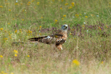 Milan royal,.Milvus milvus , Red Kite
