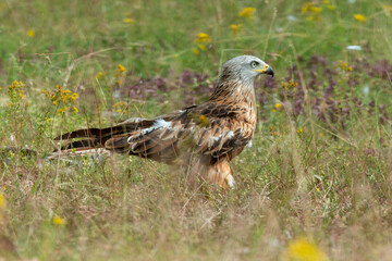 Milan royal,.Milvus milvus , Red Kite