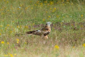 Milan royal,.Milvus milvus , Red Kite