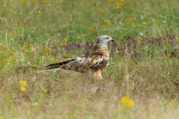 Milan royal,.Milvus milvus , Red Kite