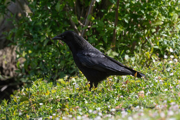 Corneille noire, Corvus corone, Carrion Crow
