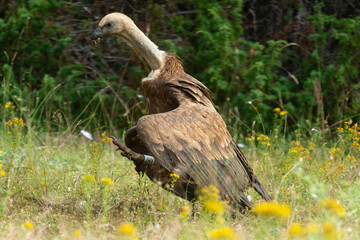 Vautour fauve,.Gyps fulvus, Griffon Vulture, Parc naturel régional des grands causses 48, Lozere, France