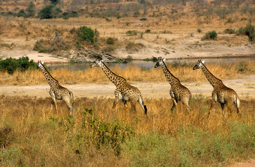 Girafe, Giraffa camelopardalis tippelskirchi, Parc national du Masai Mara , Kenya