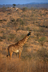 Girafe, Giraffa camelopardalis tippelskirchi, Tanzanie