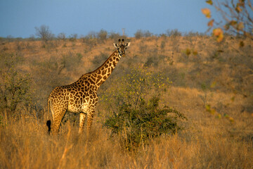 Girafe, Giraffa camelopardalis tippelskirchi, Tanzanie