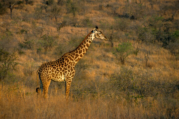 Girafe, Giraffa camelopardalis tippelskirchi, Tanzanie