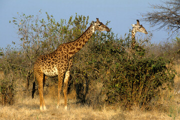 Girafe, Giraffa camelopardalis tippelskirchi, Tanzanie