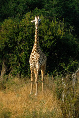 Girafe, Giraffa camelopardalis tippelskirchi , Kenya