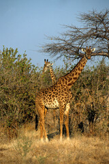 Girafe, Giraffa camelopardalis tippelskirchi, Tanzanie