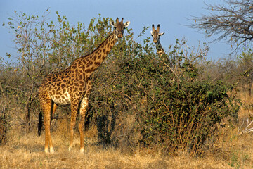 Girafe, Giraffa camelopardalis tippelskirchi , Kenya