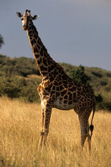 Girafe, Giraffa camelopardalis tippelskirchi , Kenya