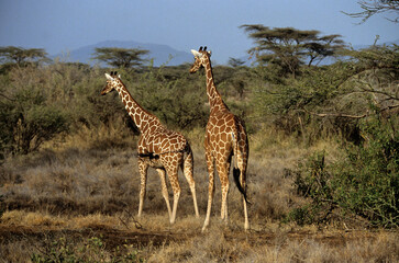 Girafe réticulée, Giraffa camelopardalis reticulata, Parc national de Samburu , Kenya