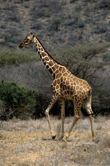 Girafe réticulée, Giraffa camelopardalis reticulata, Parc national de Samburu , Kenya
