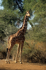 Girafe réticulée, Giraffa camelopardalis reticulata, Parc national de Samburu , Kenya