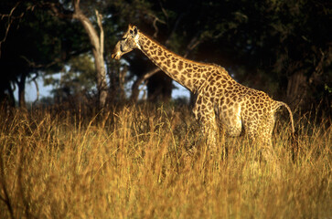 Girafe de Rothschild, Giraffa camelopardalis rotschildi, Parc national de Nakuru , Kenya