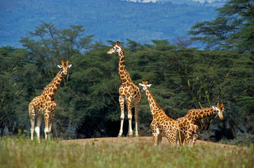 Girafe de Rothschild, Giraffa camelopardalis rotschildi, Parc national de Nakuru , Kenya
