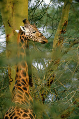 Girafe de Rothschild, Giraffa camelopardalis rotschildi, Parc national de Nakuru , Kenya