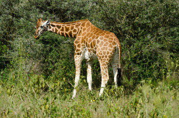 Girafe de Rothschild, Giraffa camelopardalis rotschildi, Parc national de Nakuru , Kenya