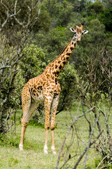Girafe de Rothschild, Giraffa camelopardalis rotschildi, Parc national de Nakuru , Kenya