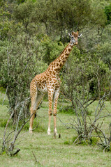 Girafe de Rothschild, Giraffa camelopardalis rotschildi, Parc national de Nakuru , Kenya