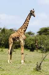 Girafe de Rothschild, Giraffa camelopardalis rotschildi, Parc national de Nakuru , Kenya