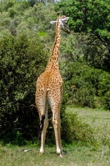 Girafe de Rothschild, Giraffa camelopardalis rotschildi, Parc national de Nakuru , Kenya