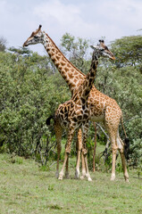 Girafe de Rothschild, Giraffa camelopardalis rotschildi, Parc national de Nakuru , Kenya