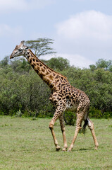 Girafe de Rothschild, Giraffa camelopardalis rotschildi, Parc national de Nakuru , Kenya