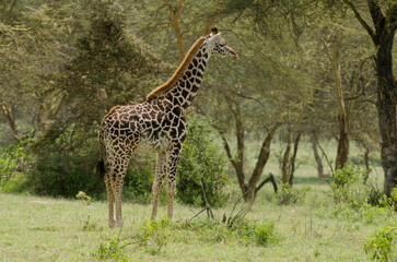Girafe de Rothschild, Giraffa camelopardalis rotschildi, Parc national de Nakuru , Kenya