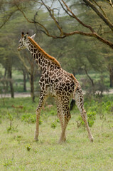 Girafe de Rothschild, Giraffa camelopardalis rotschildi, Parc national de Nakuru , Kenya