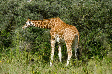 Girafe de Rothschild, Giraffa camelopardalis rotschildi, Parc national de Nakuru , Kenya